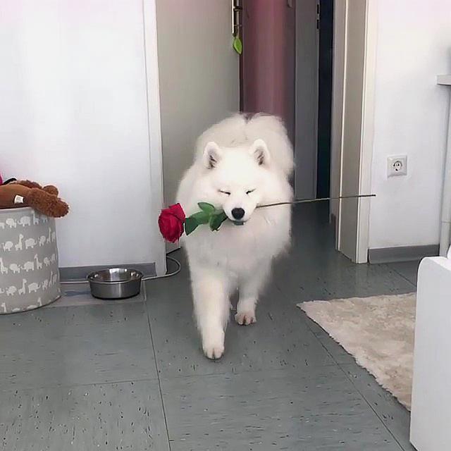 怎么训练萨摩叼东西