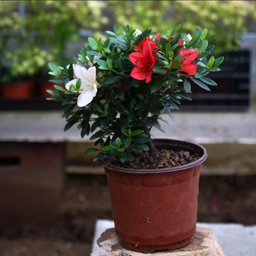 盆栽西洋杜鹃花栽培