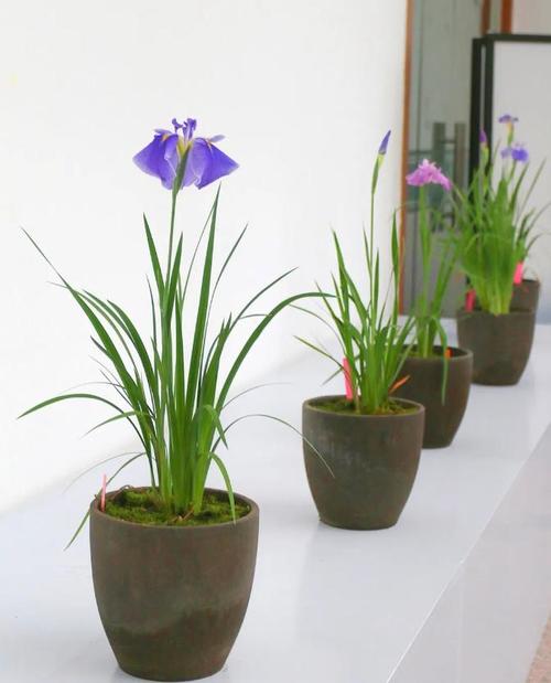 日本花菖蒲栽培管理