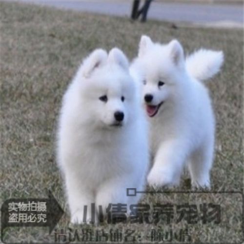 萨摩耶幼犬需要准备什么东西