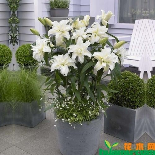 百合花第二次怎么栽培