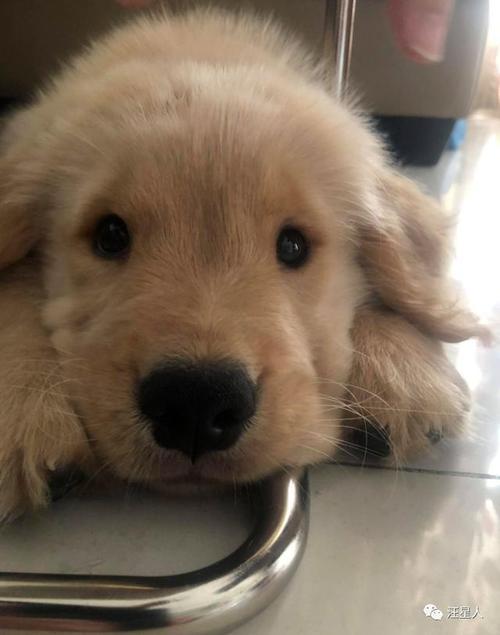 金毛幼犬总吃地上东西怎么办