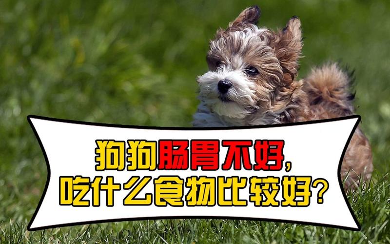狗吃什么东西对肠胃好