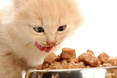 小猫突然不怎么吃东西