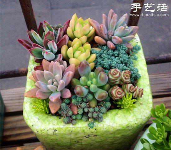 美丽多肉植物栽培技术