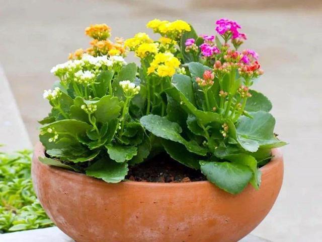 长寿花植物的养殖方法