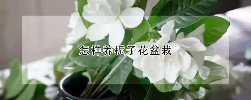 怎样栽培栀子花