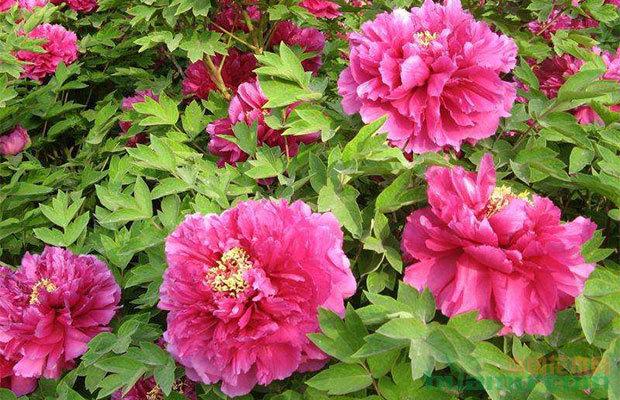 牡丹栽培多长时间开花