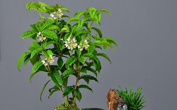 桂花盆栽怎么养殖方法