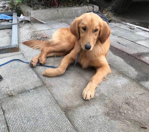 金毛幼犬排泄训练