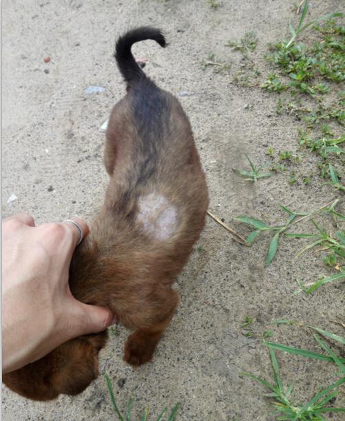 狗狗身上的癣是什么样的东西怎么办