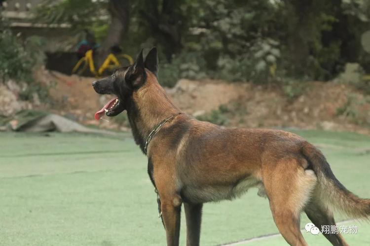 马犬训练视频之幼犬