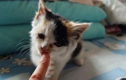 如何训练猫不再咬东西
