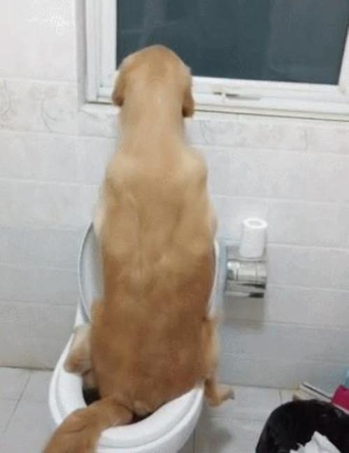 金毛怎么训练上厕所