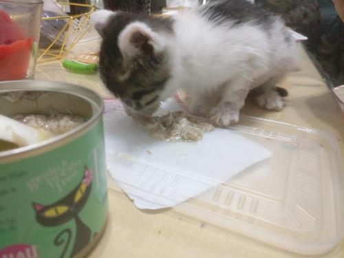 两个多月的猫能吃什么东西怎么回事