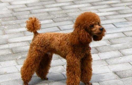 泰迪犬怎么训练不咬人