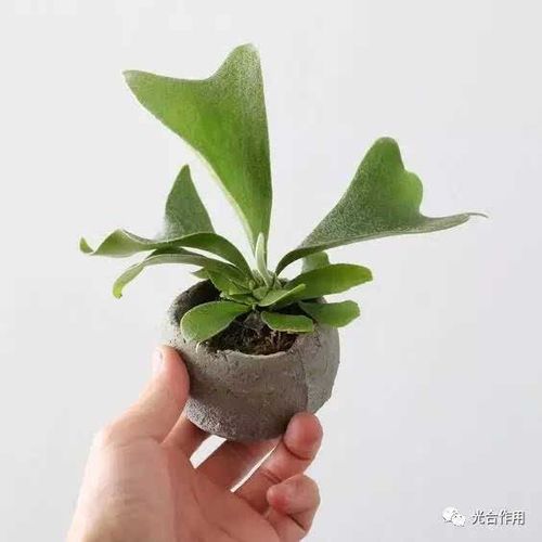 鹿角蕨栽培