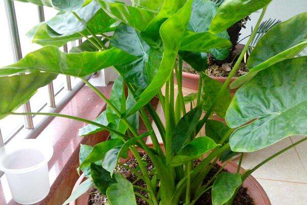 滴水观音花怎么种植方法