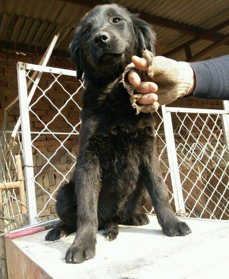 怎么训练平毛寻回犬