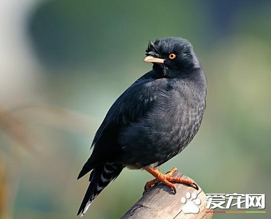 八哥自己吃东西怎么办