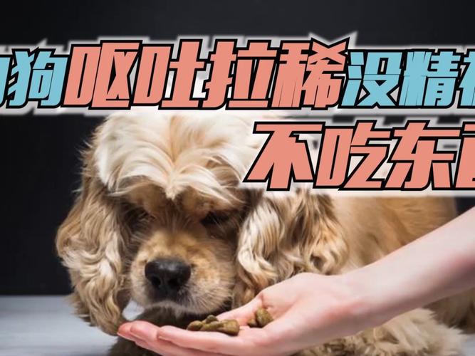 刚捡回来的狗不吃东西怎么办