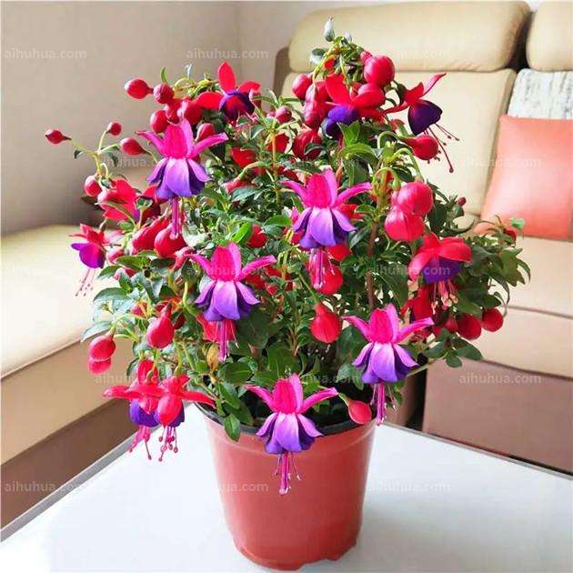 灯笼花怎么种植方法