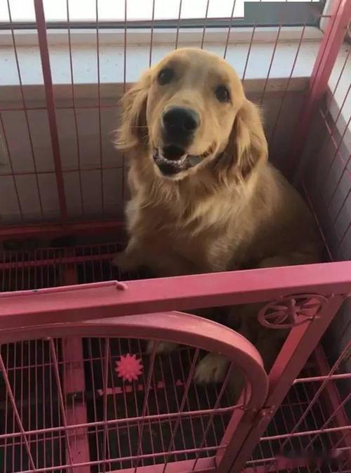 金毛乱咬东西怎么惩罚