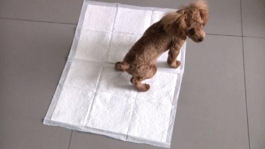 成犬怎么训练上厕所