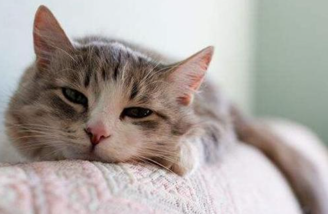 猫咪呕吐不吃东西怎么办