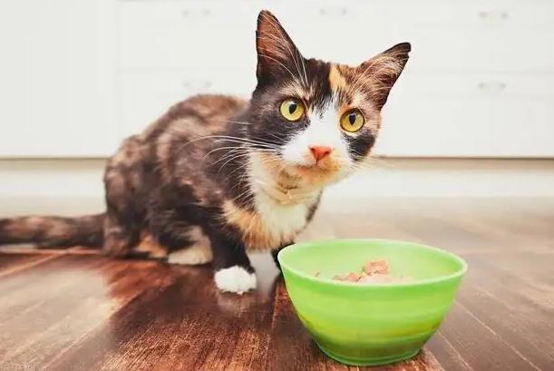 小猫没精神不爱吃东西