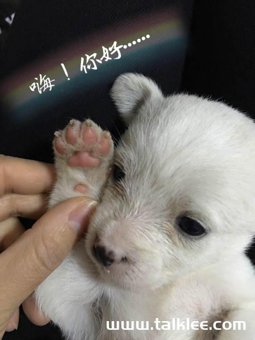 一个多月的小狗咬东西