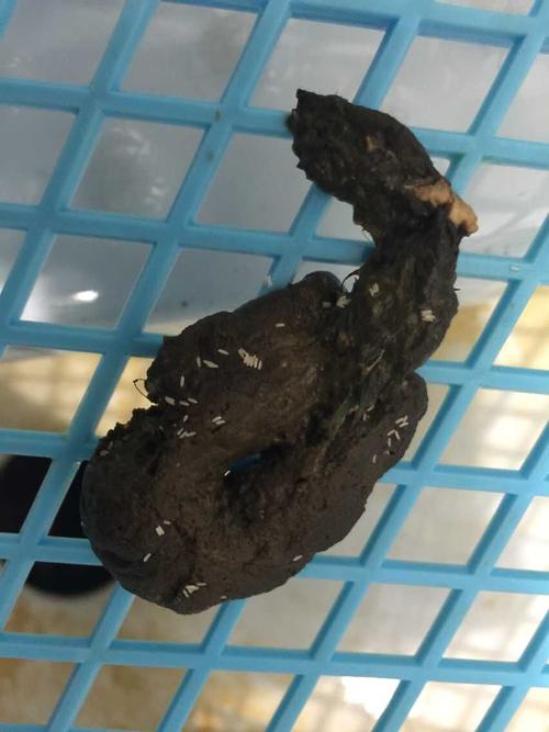怎样训练三个月泰迪便便