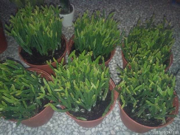 木麒麟种植方法