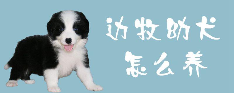 边牧幼犬生病不吃东西