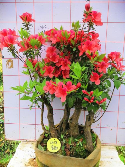 杜鹃树桩栽培方法