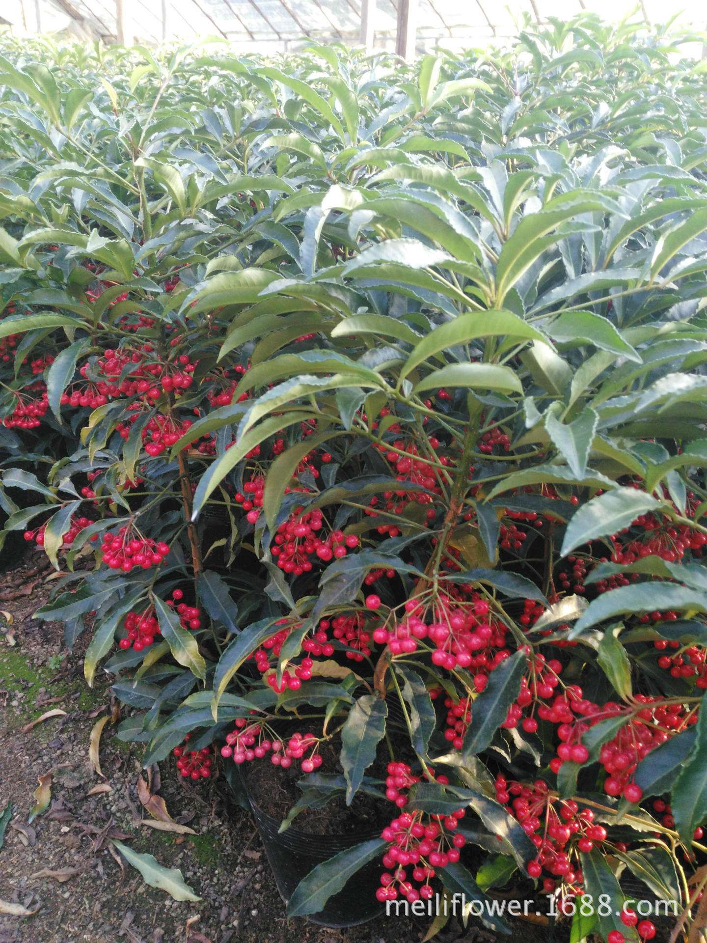 富贵子种植方法