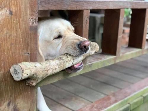 狗狗被东西卡住怎么办