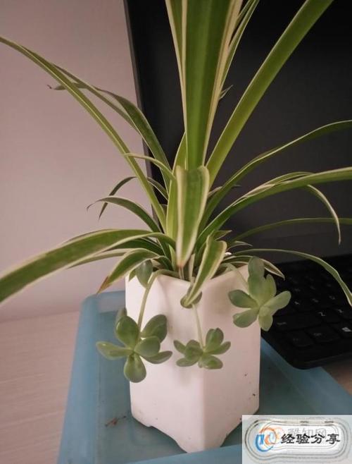 吊兰的栽培要点