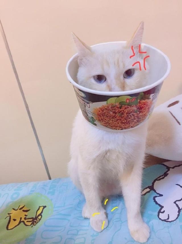 猫咪受伤不肯吃东西