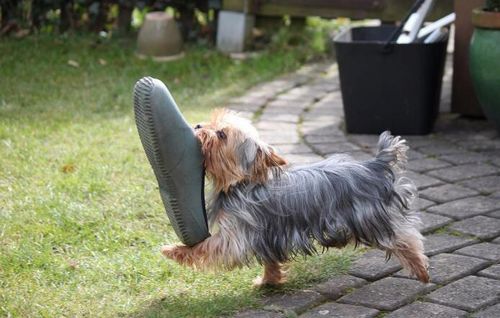 怎么教犬捡怎么教狗狗捡东西