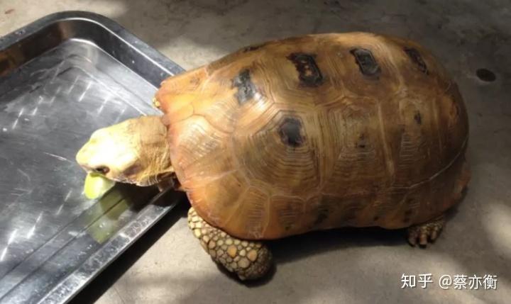 陆龟突然不吃东西