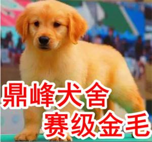 金毛幼犬不爱吃东西怎么回事
