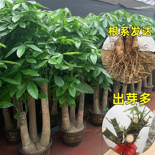裸根发财树栽培方法