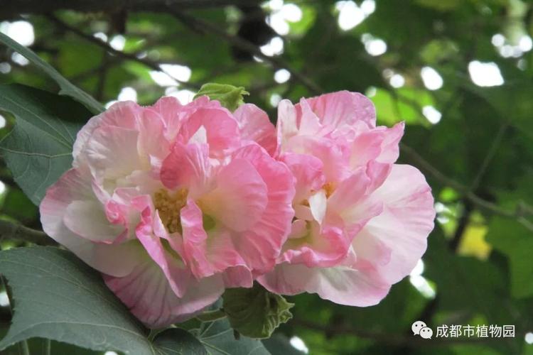 芙蓉如何栽培