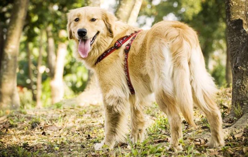 如何训练好金毛犬