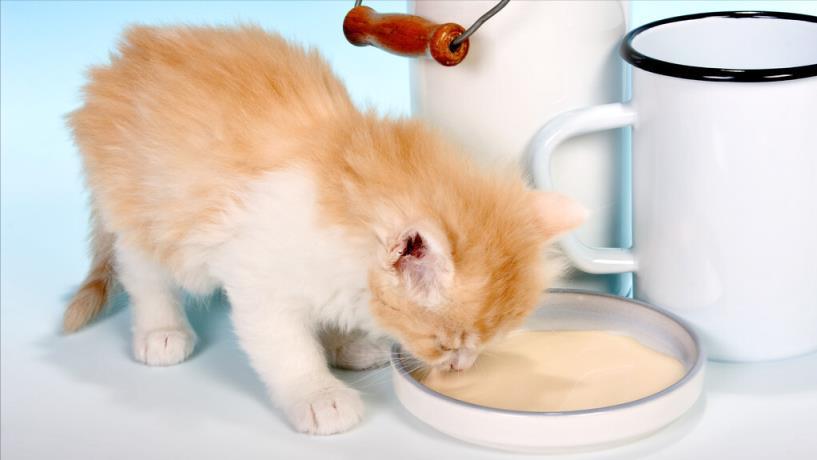 养几年的猫不吃东西