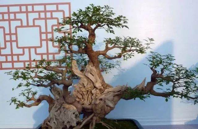 我想买没上盆的树桩自己栽培