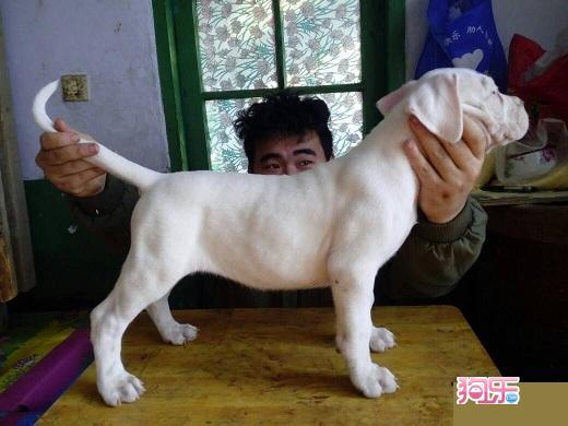 杜高怎么训练三个月