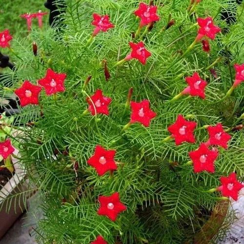五角星花怎样栽培