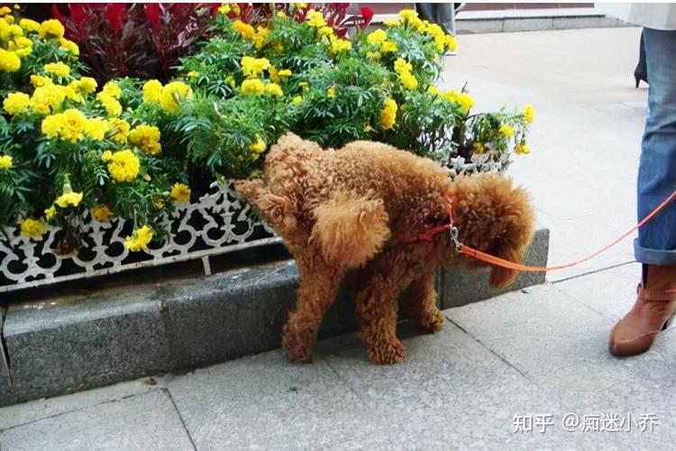 泰迪排泄怎么训练